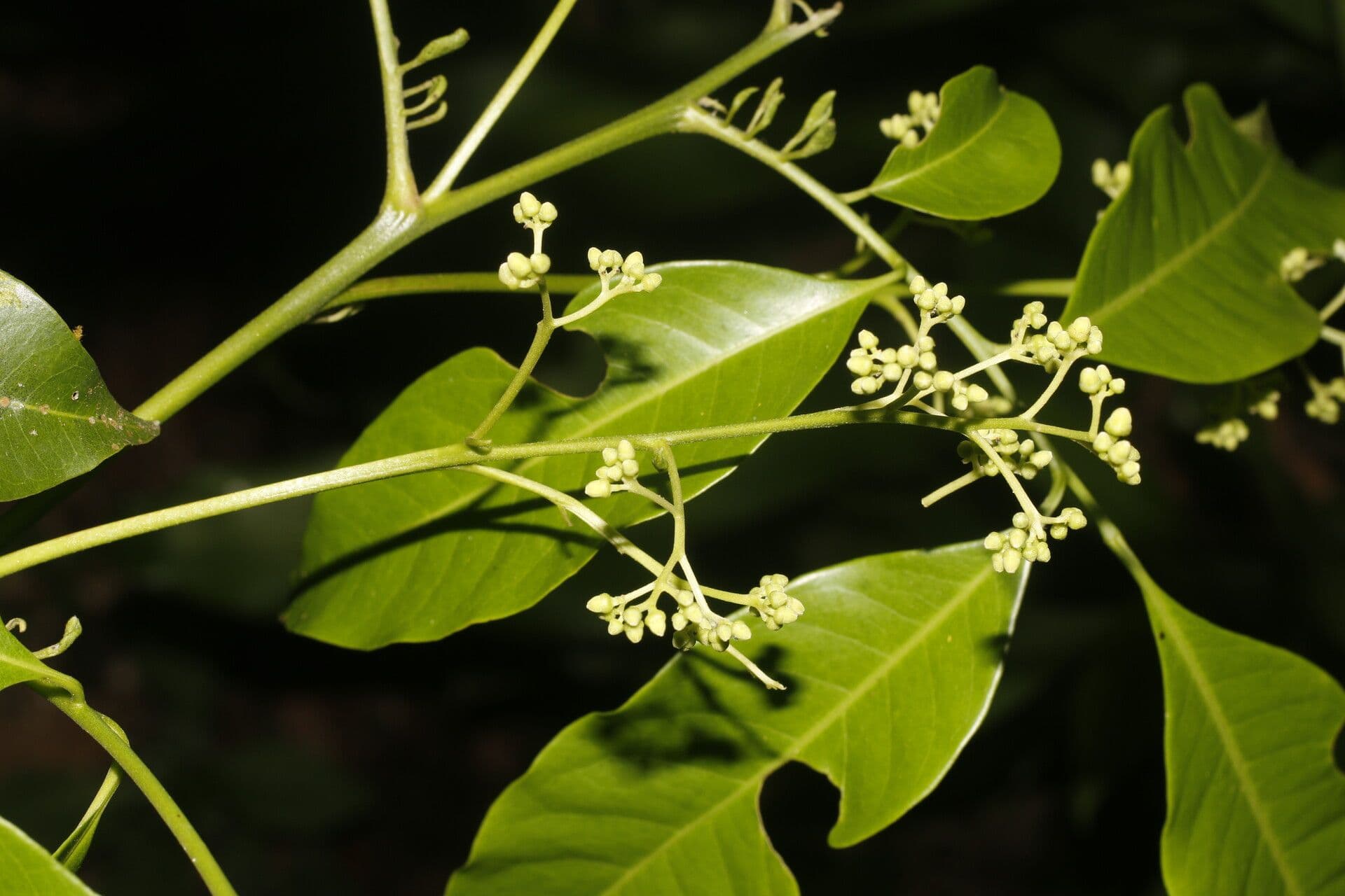 Trichilia 7