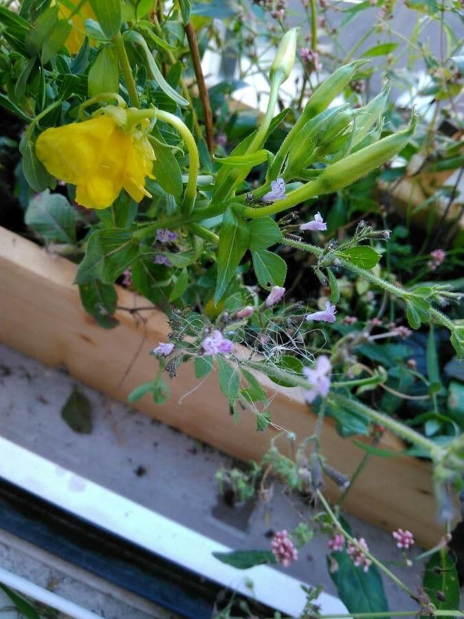 Hedeoma nano