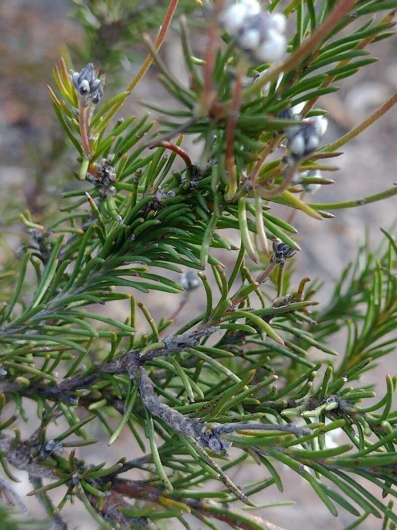 Conospermum 4