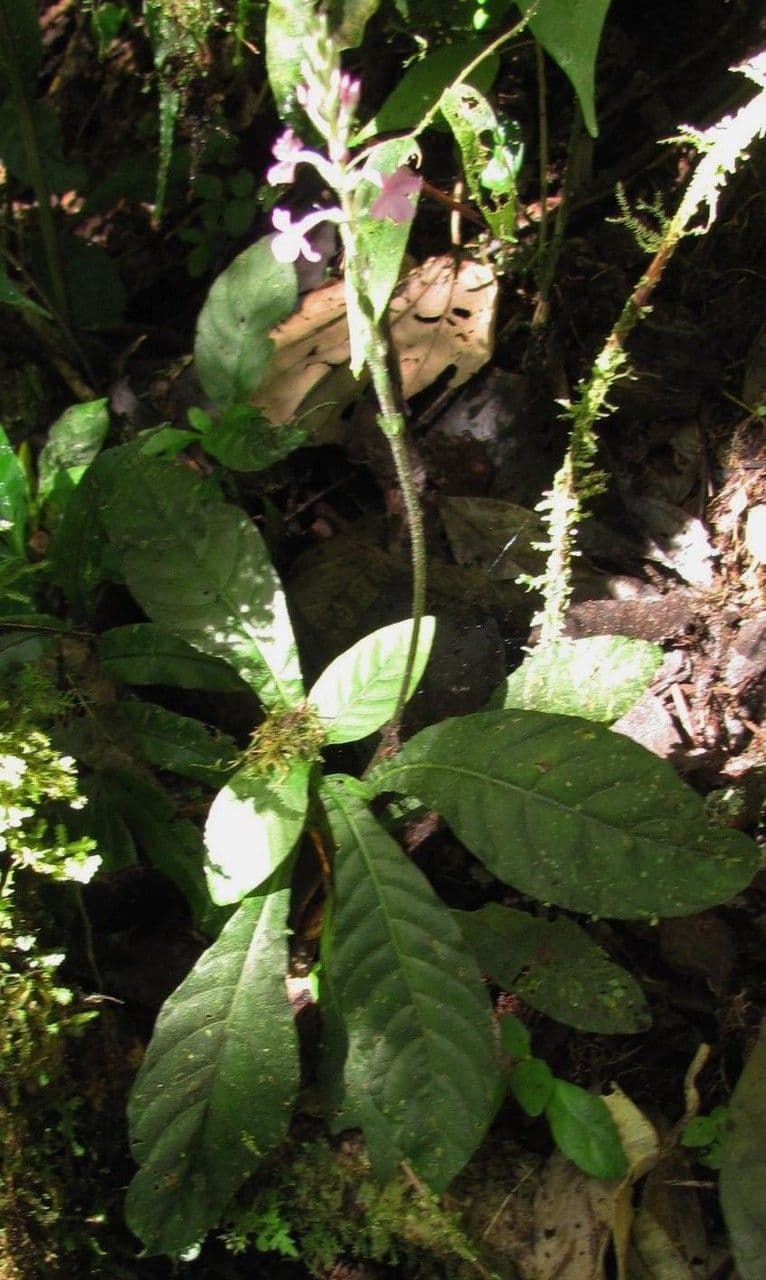 Aphelandra 4