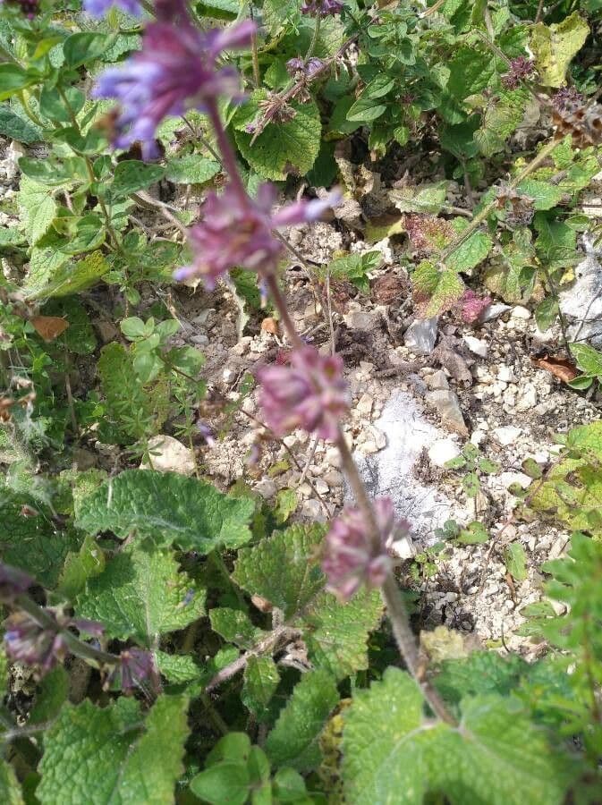 Salvia verticillata 2