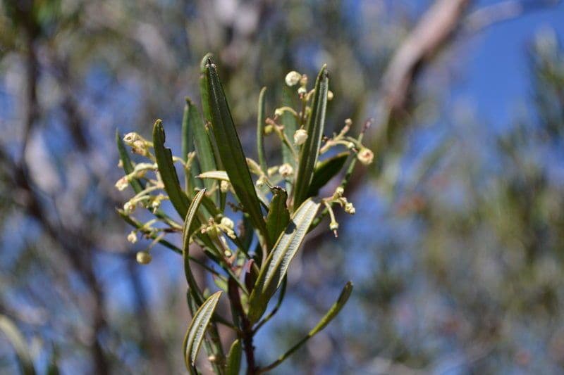 Ornithostaphylos 4
