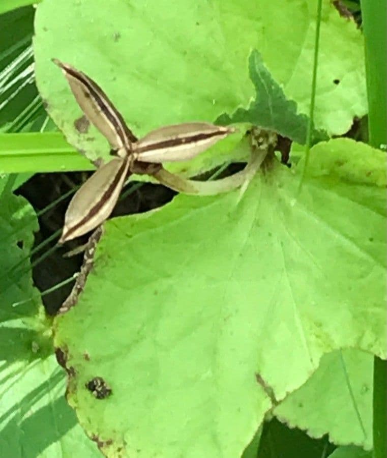 Viola mirabile 4