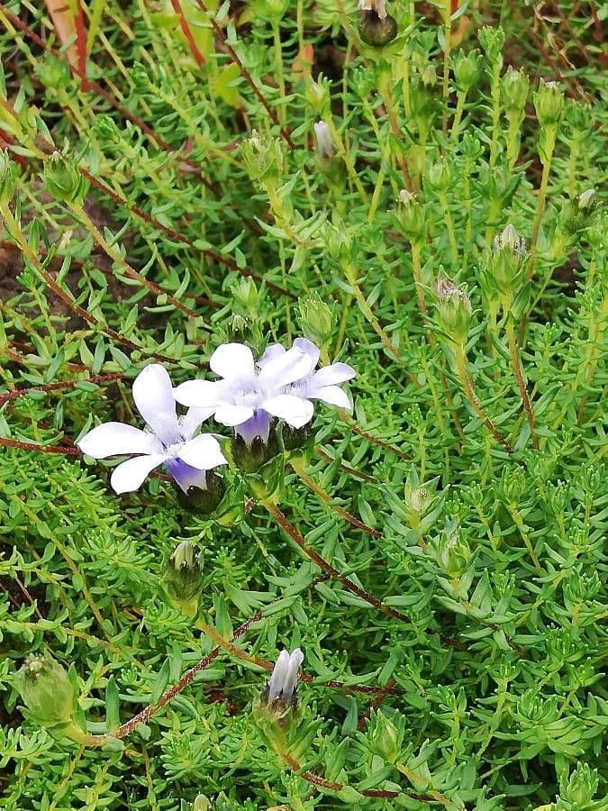 Cyananthus