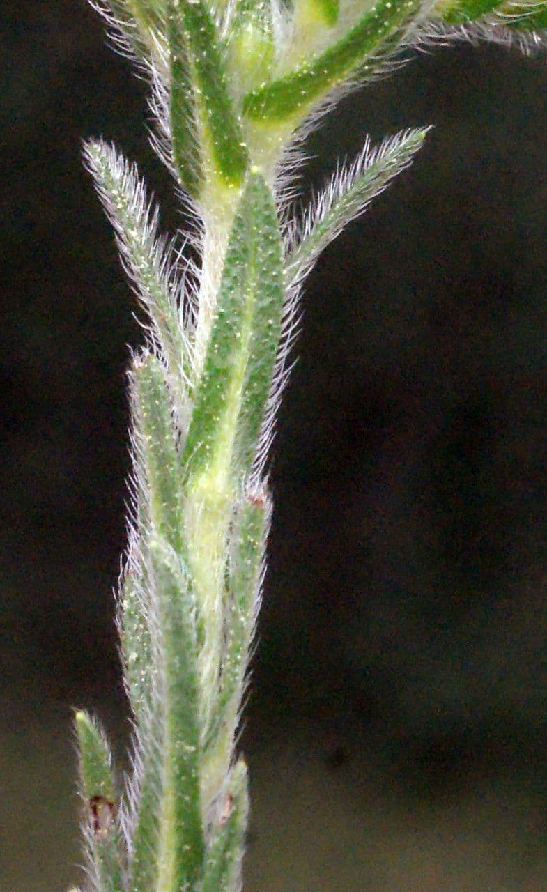 Neatostema apulum 12