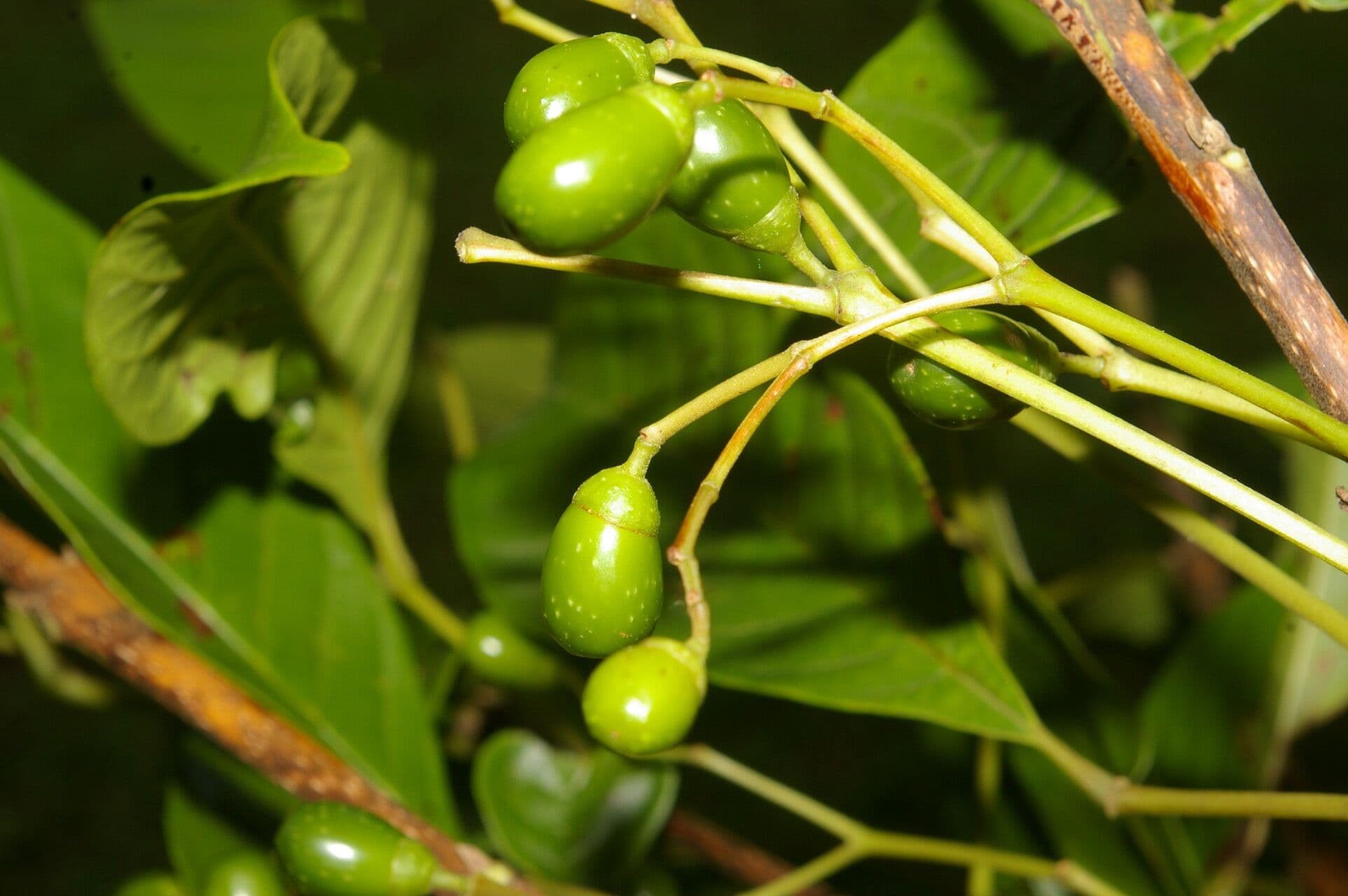 Vitex