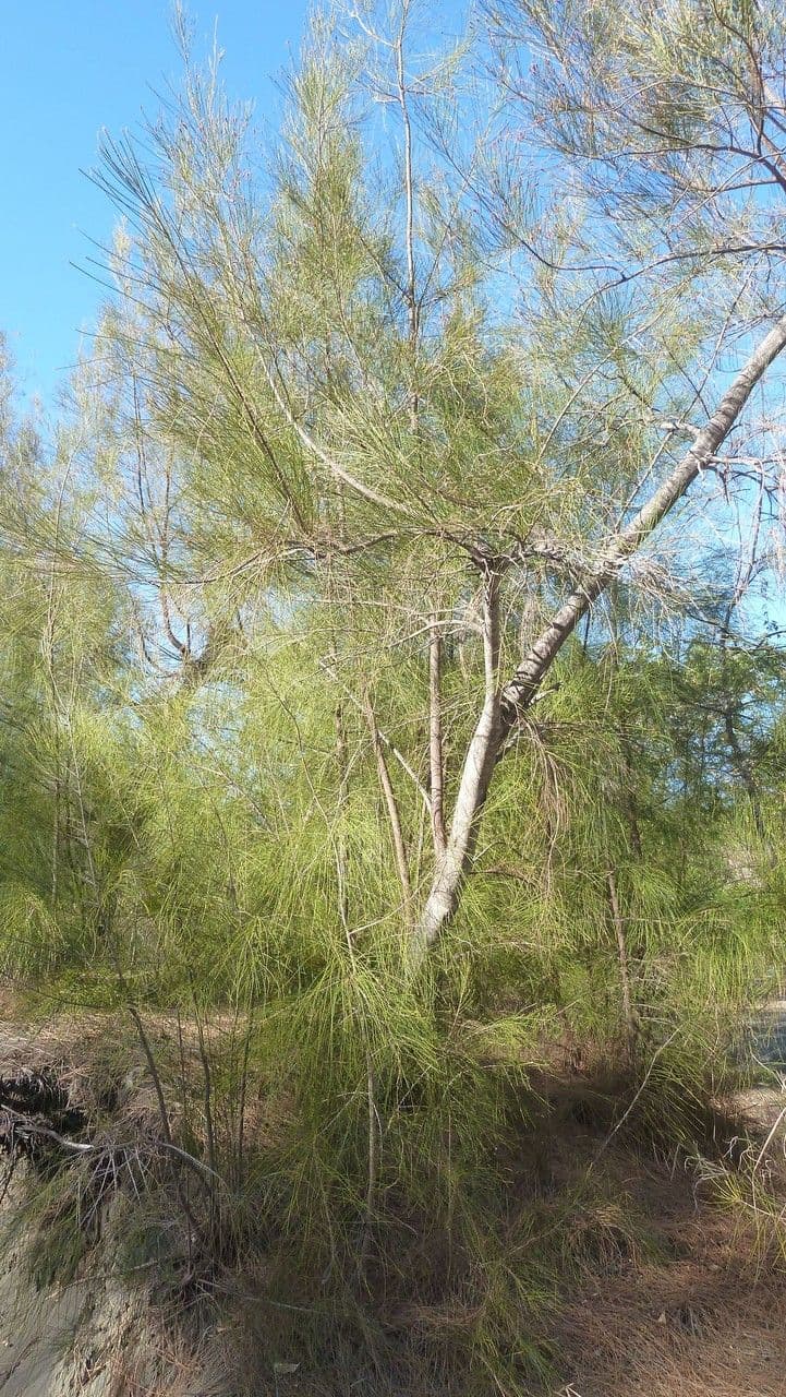 Allocasuarina glauque 8