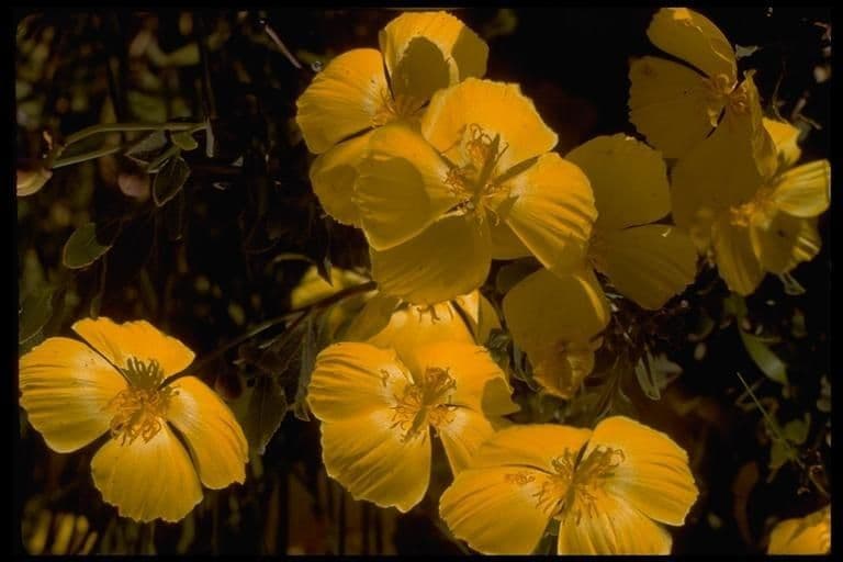 Dendromecon rigida 10
