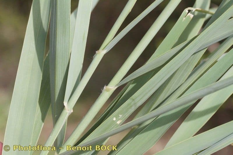 Arundo 9
