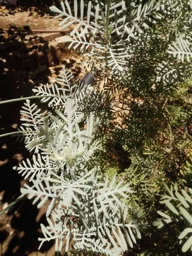 Lavanda pinnata 9