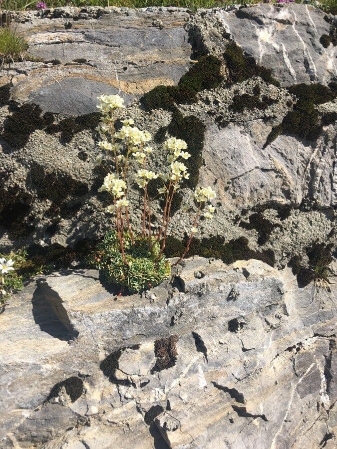 Saxifrage paniculée 29