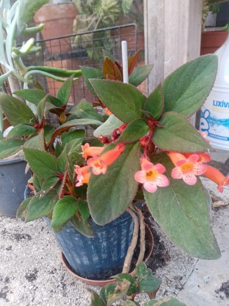 Kohleria pelosa