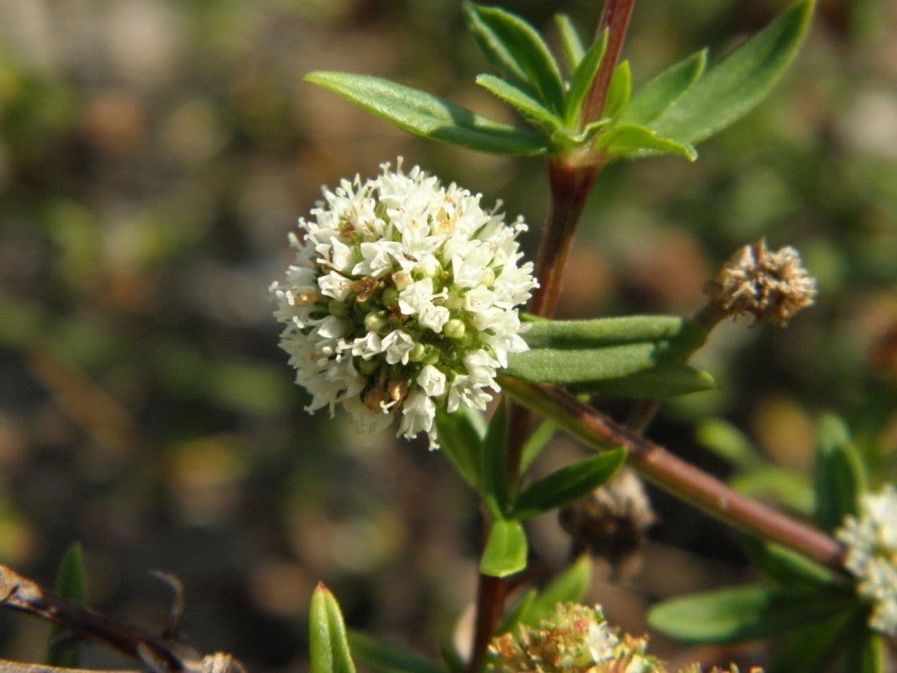 Spermacoce prostrata 4