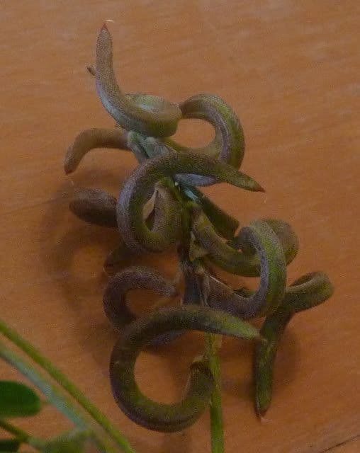 Astragalo 4