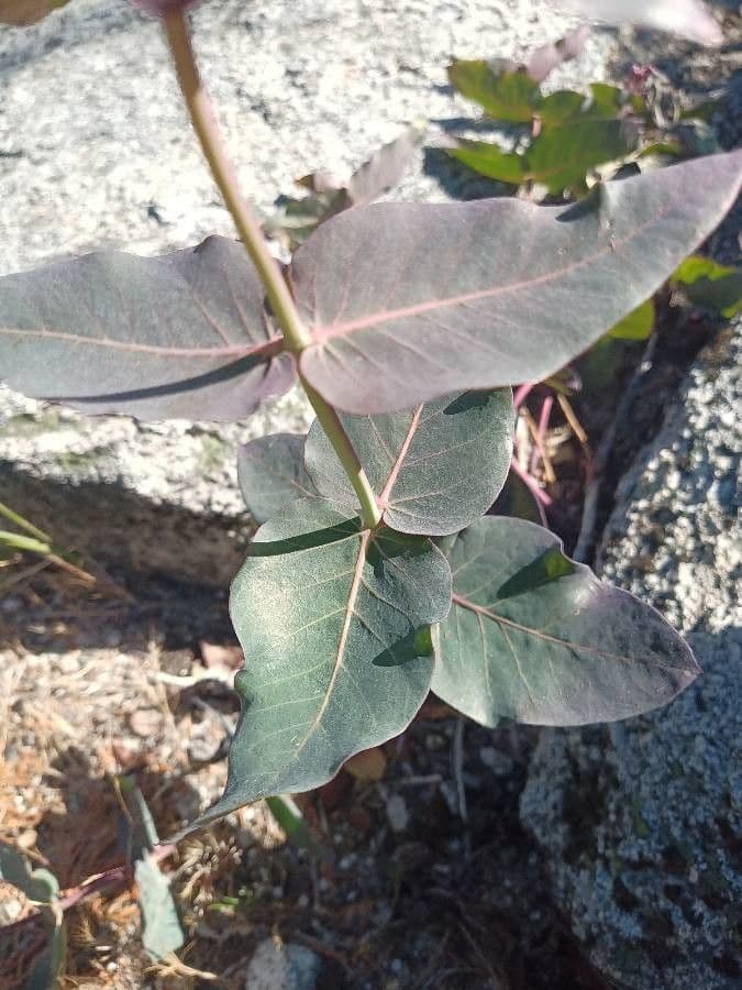 Asclepias 14