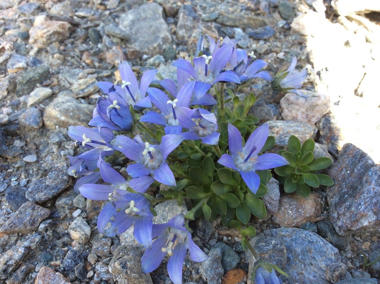 Campanula di Cenis 3