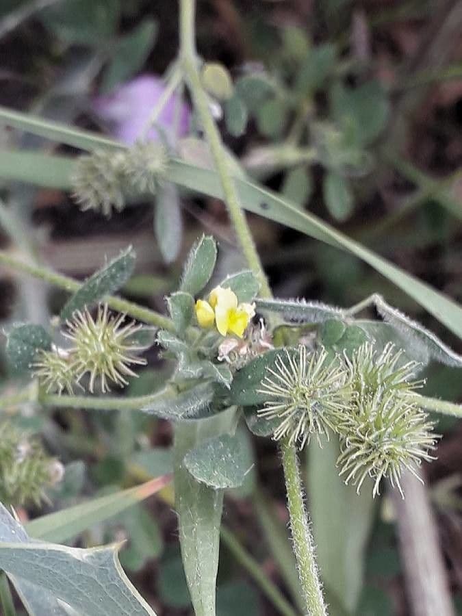 Erba medica minima 4