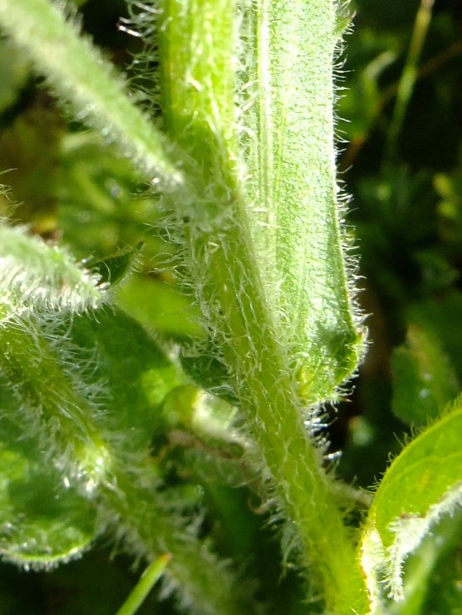 Centaurea nervée 26