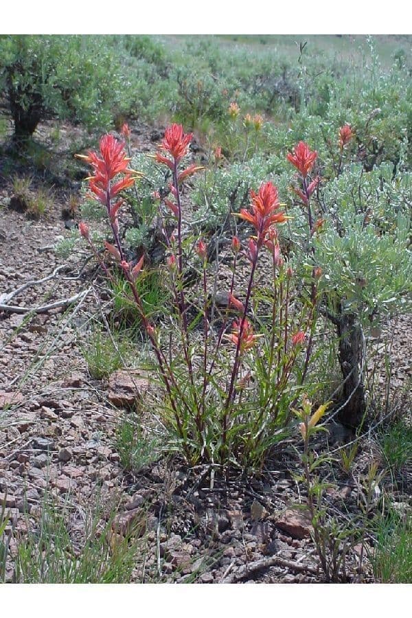 Penstemon-Penstemon 9