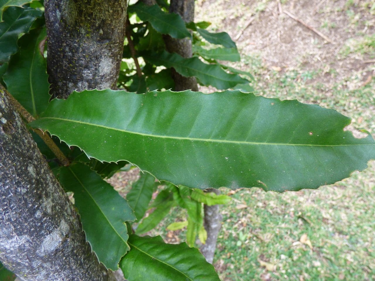 Macadamianuss 15