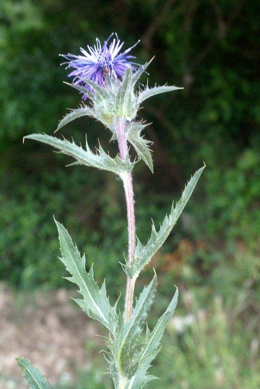 Blaue Distel 20