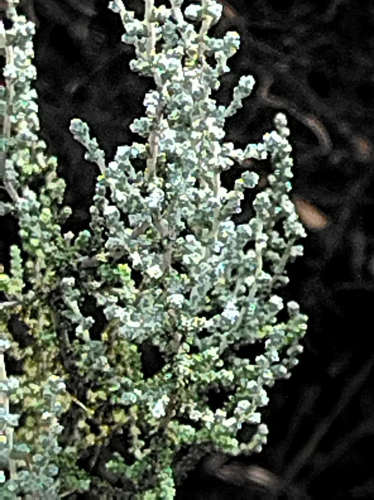Seriphium plumosum 3