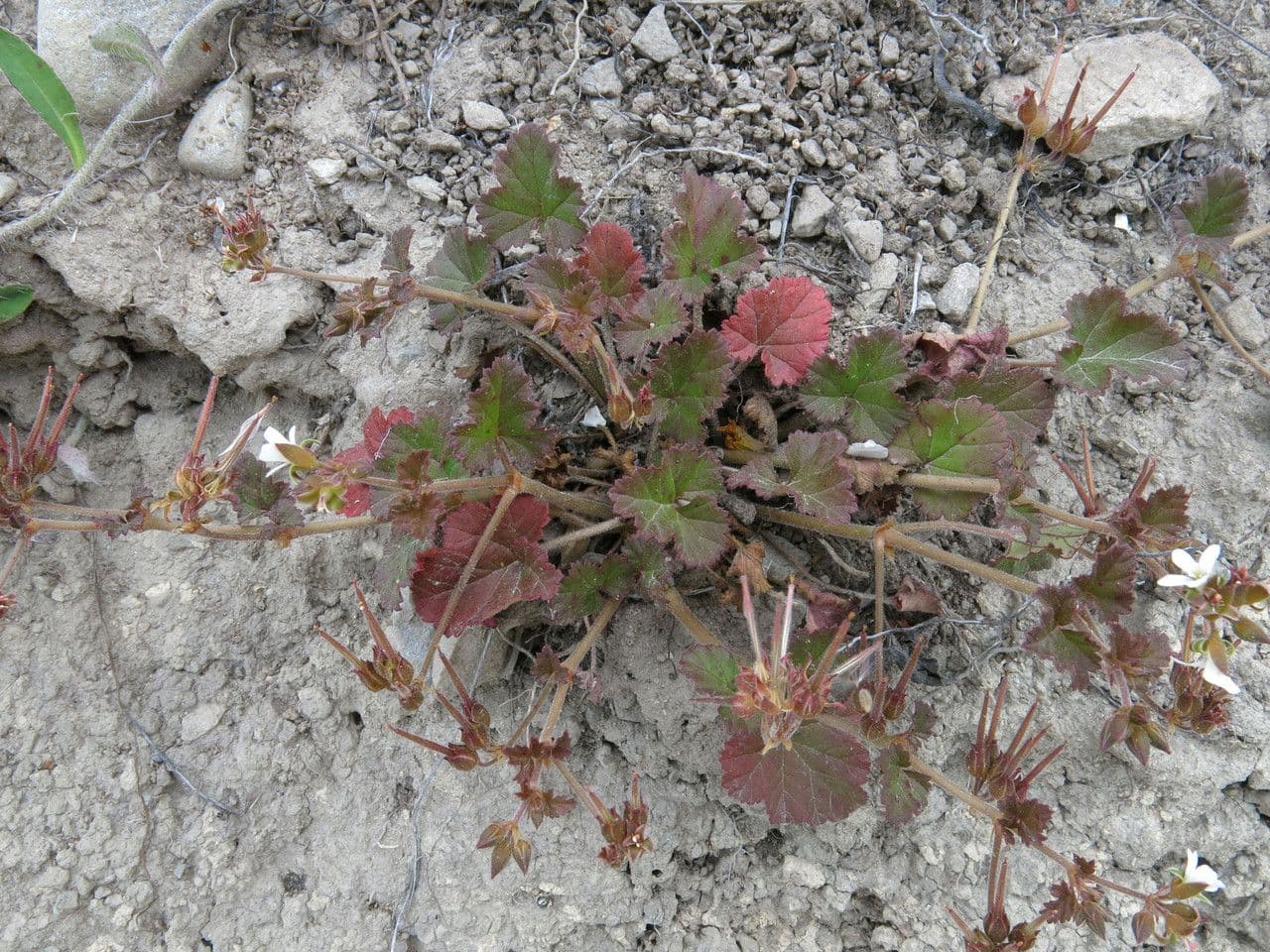 Pelargonium inodorum 7
