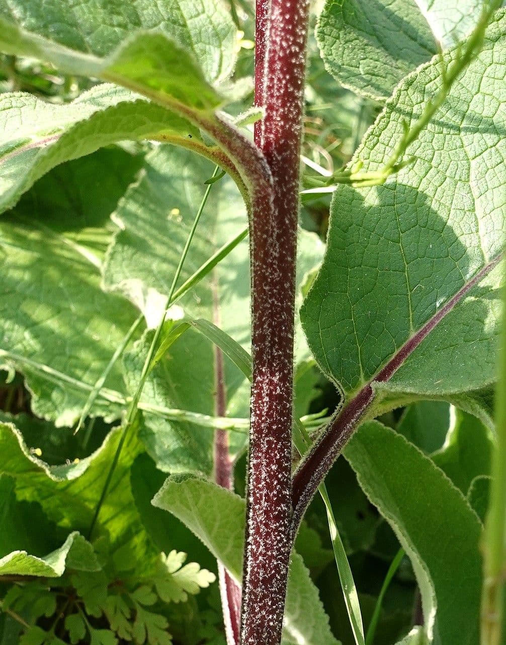 Verbasco nero 25