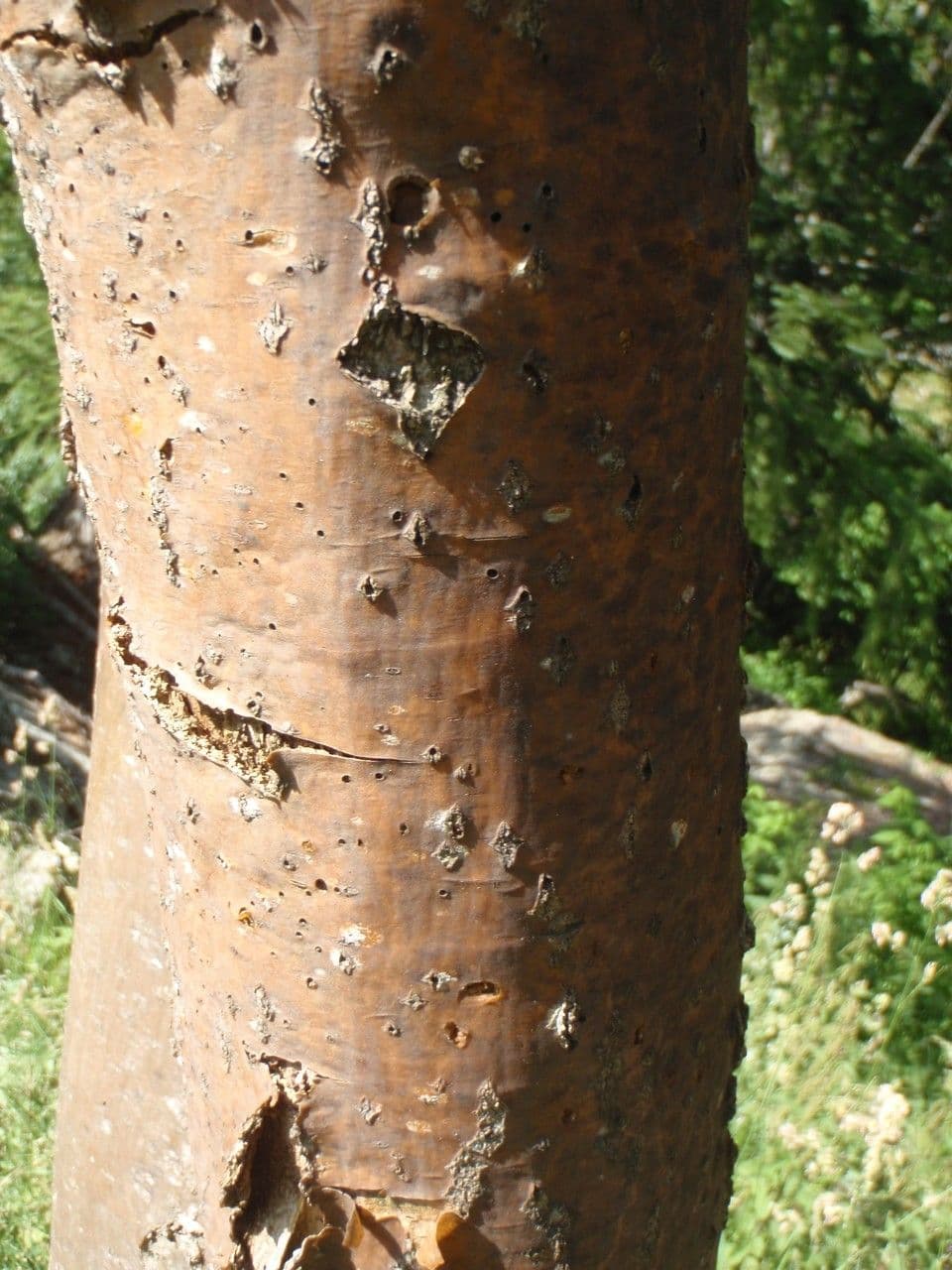 Maggiociondolo alpino 24