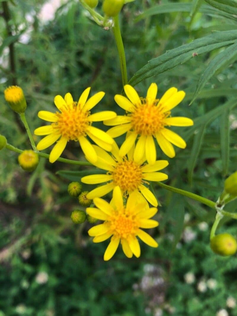 Senecio brasiliano 5