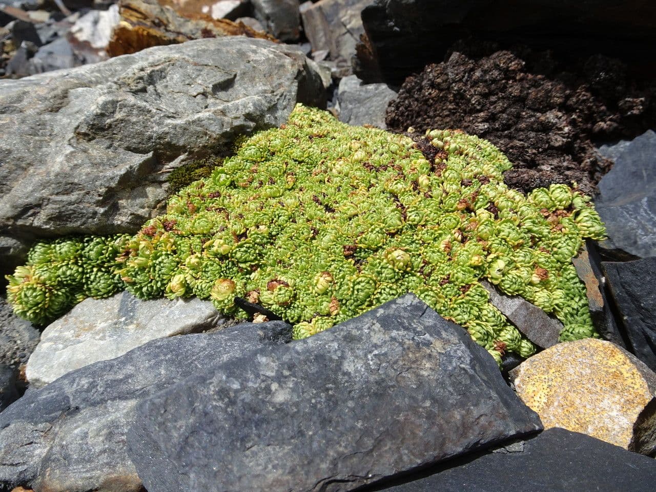 Saxifraga