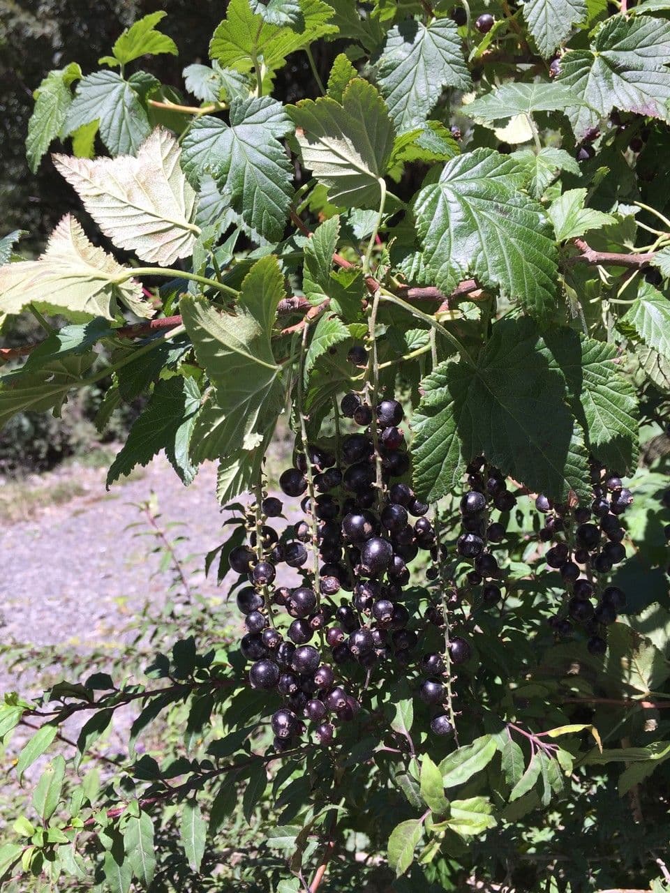 Ribes 10