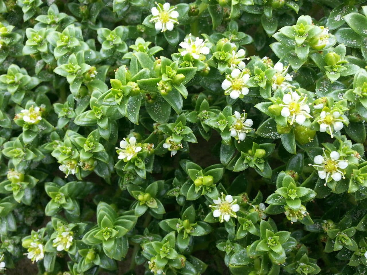 Onchenia 26