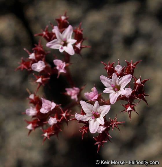 Chorizanthe staticoides 4