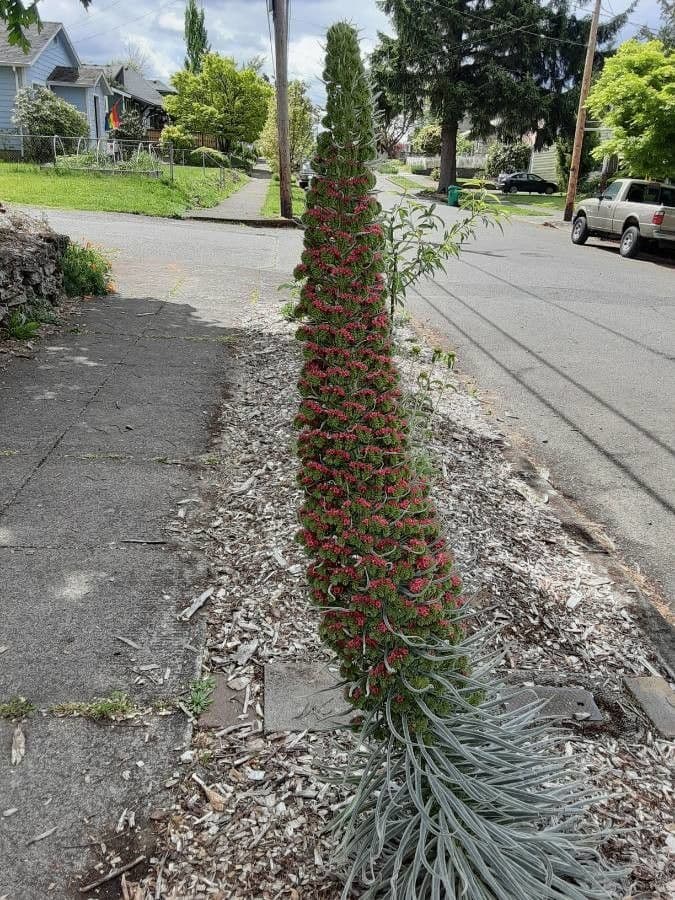 Echium di Wildpret 18