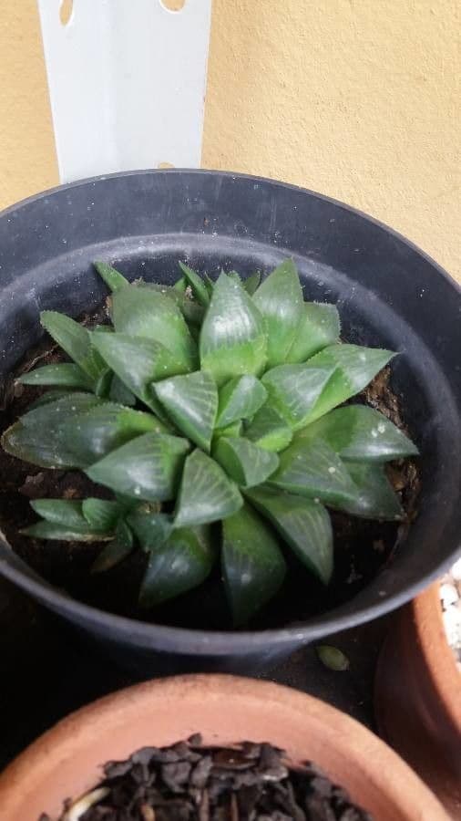 Hawortia 14