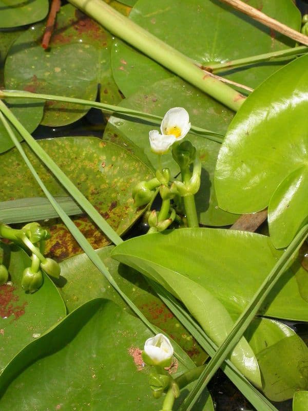 Sagittaria guayanensis 3