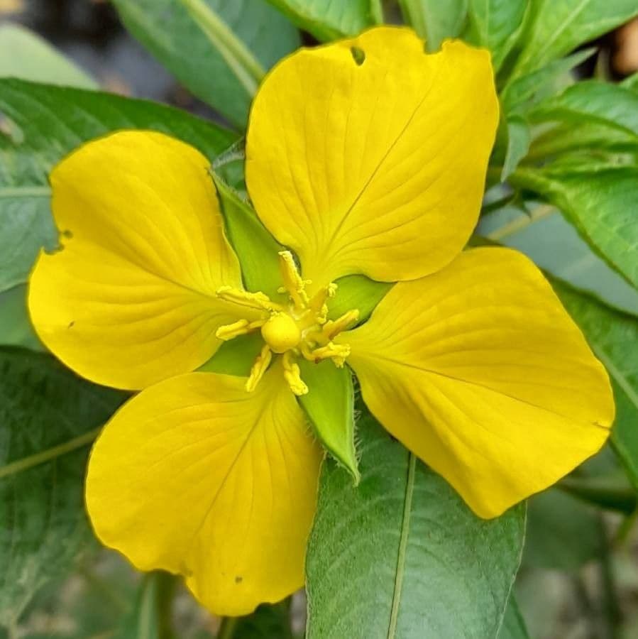 Ludwigia 2