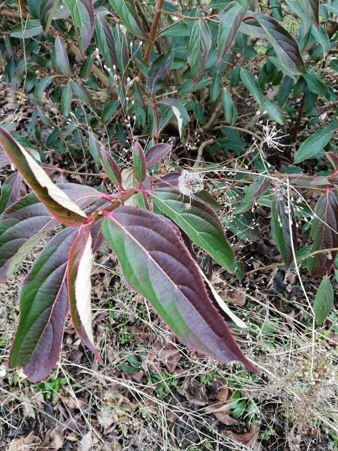 Cornus 9