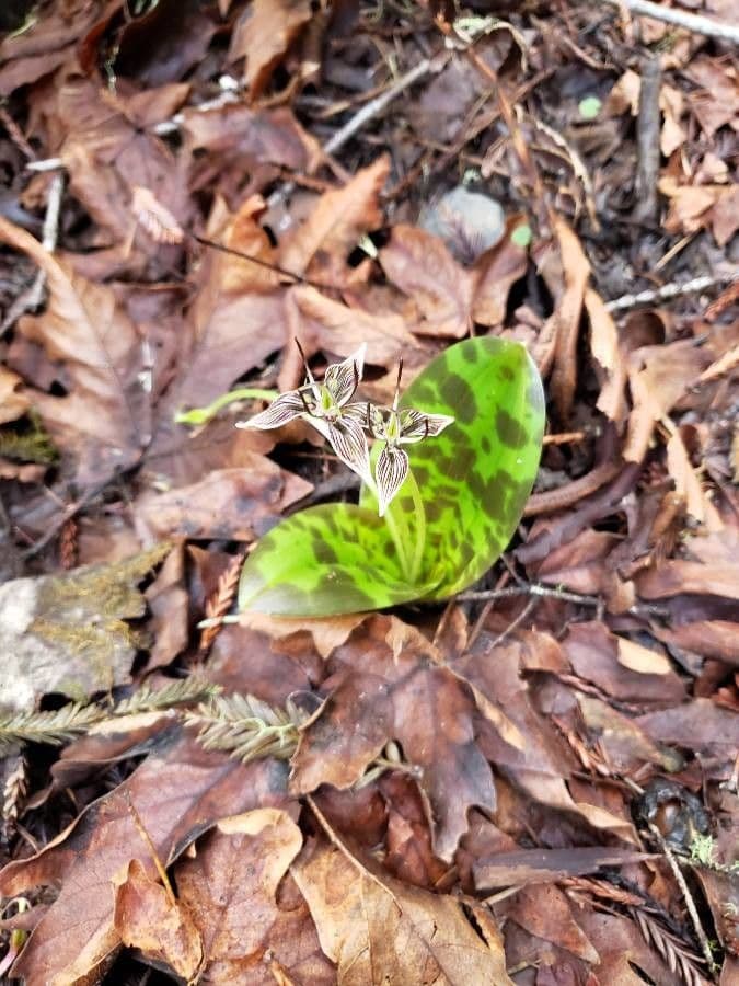 Scoliopus 6