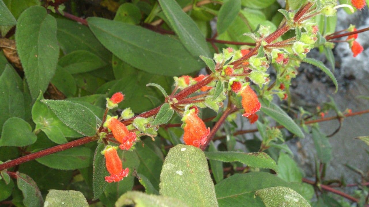 Kohleria spicata 5