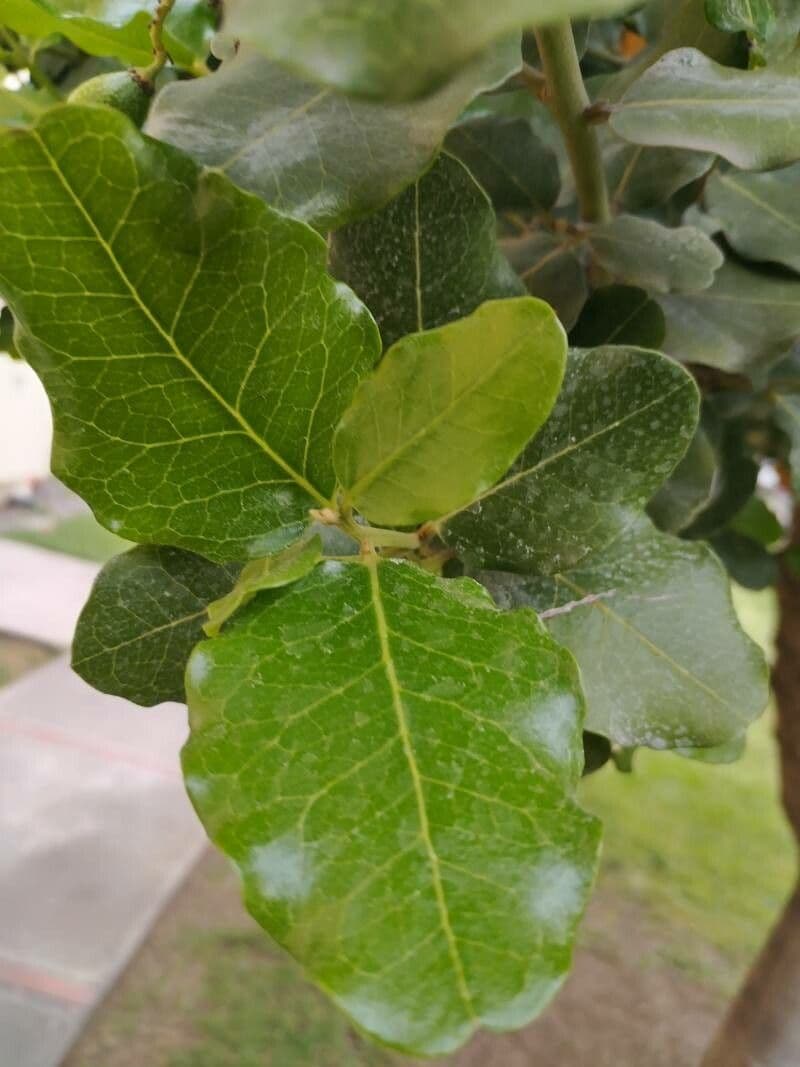 Bellota 4