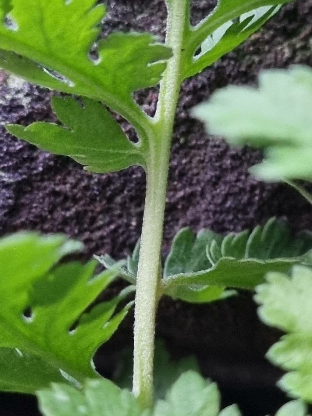 Mutterkraut 24