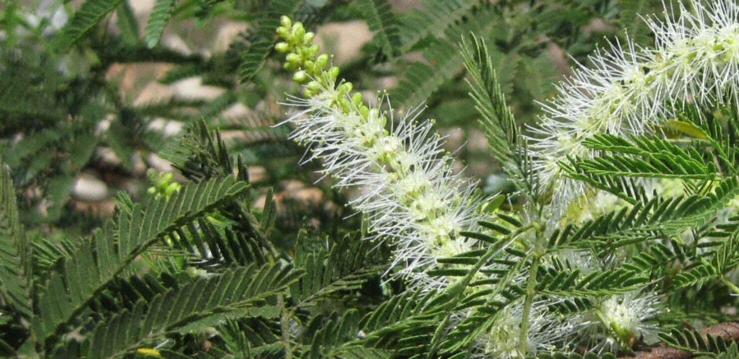 Mimosenbaum 8