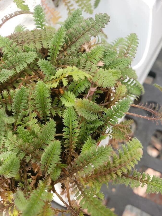 Leptinella 2