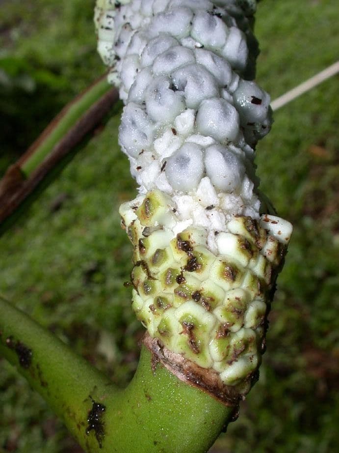 Monstera adansonii 4