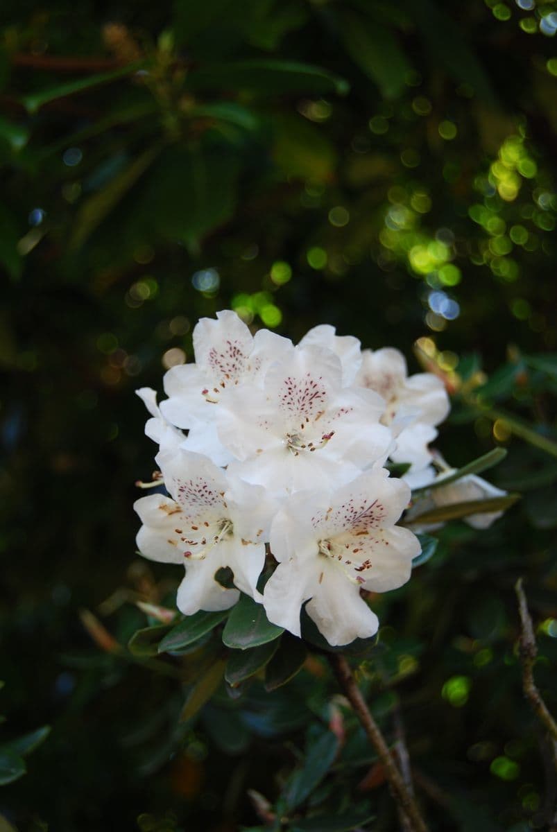 Rododendro Aberconway