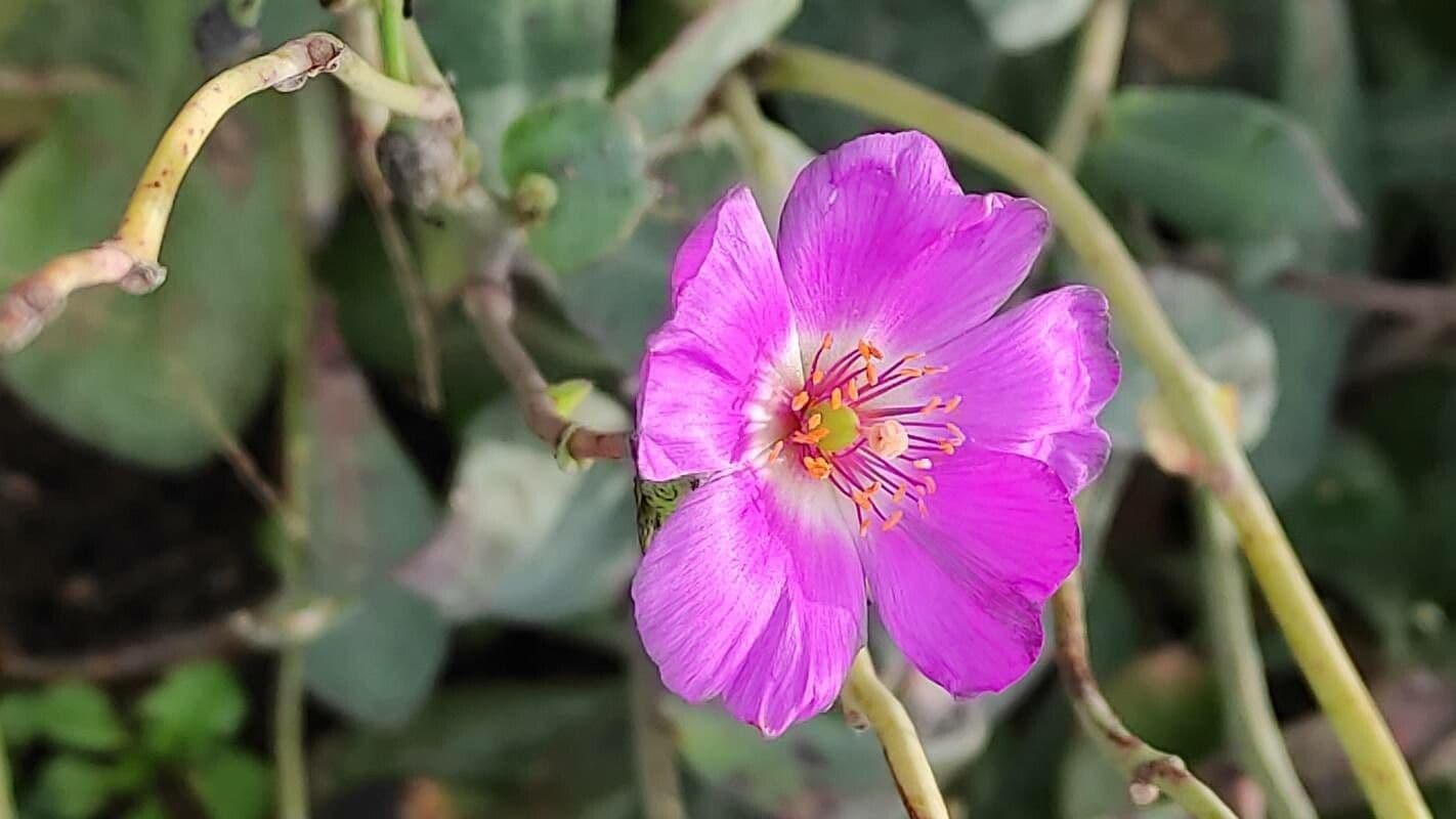 Cistanthe grandiflora 6