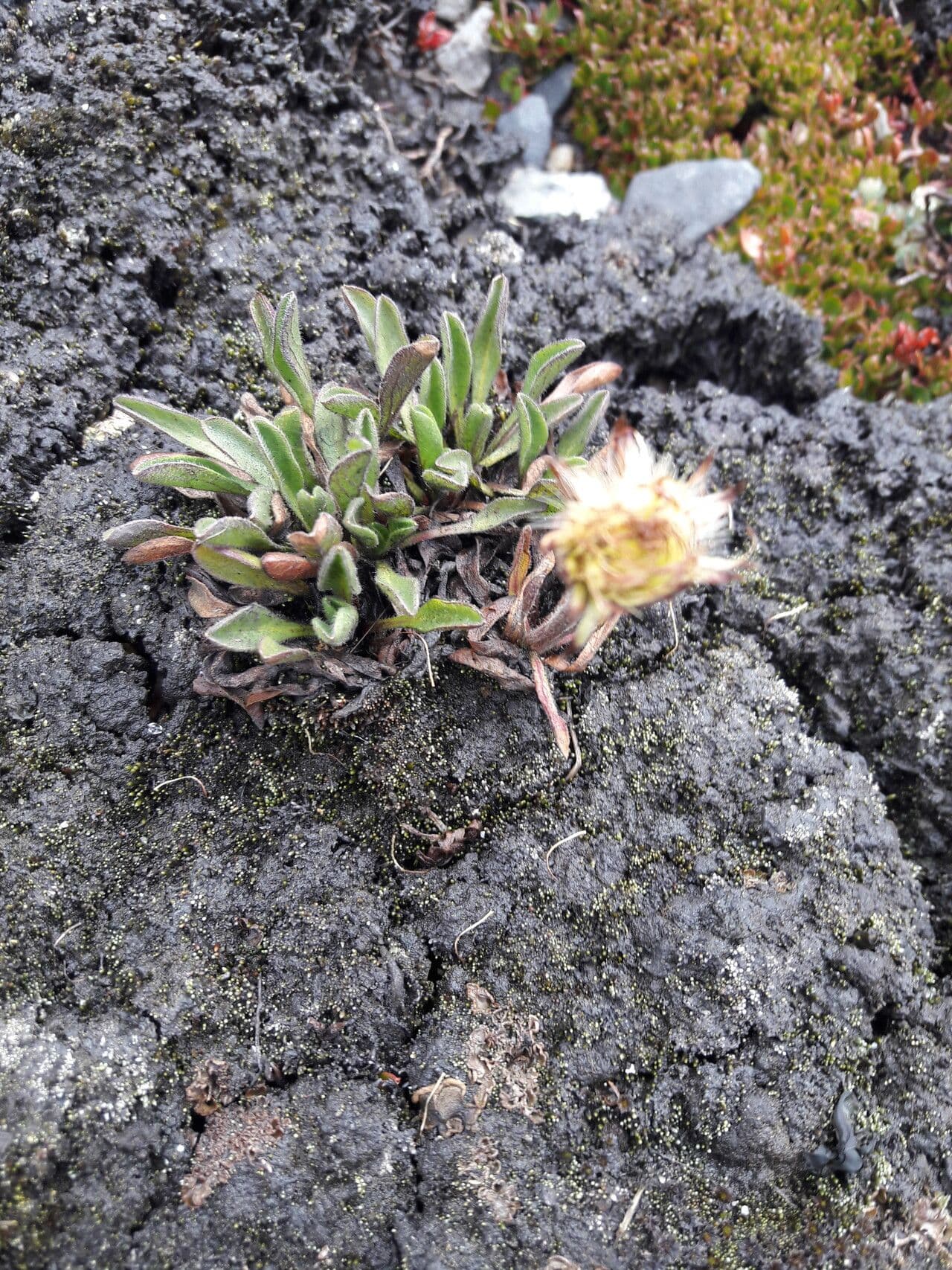 Erigeron 17