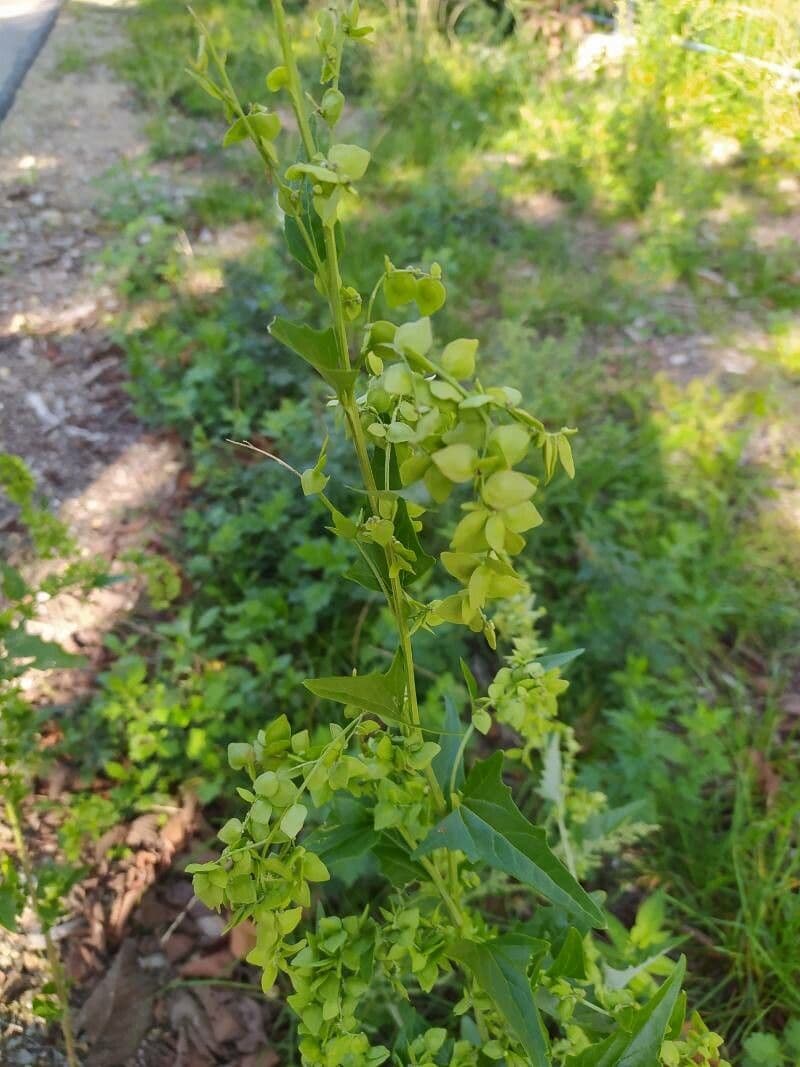 Atriplice sagittata 17